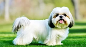 Shih tzu branco: Desmistificando a Beleza e Cuidados com o Pelo