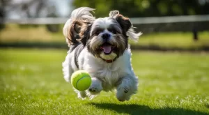 Shih Tzu Brincalhão: Dicas de Brincadeiras para o seu cão