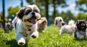 Shih Tzu Sociável: A Importância da interação social do cão