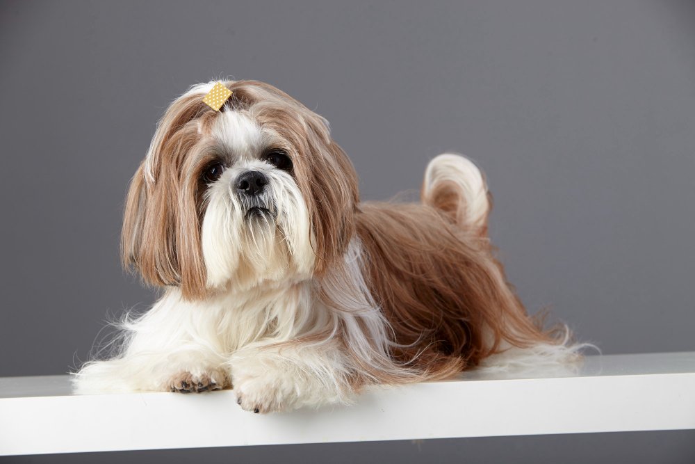 segredos do shih tzu